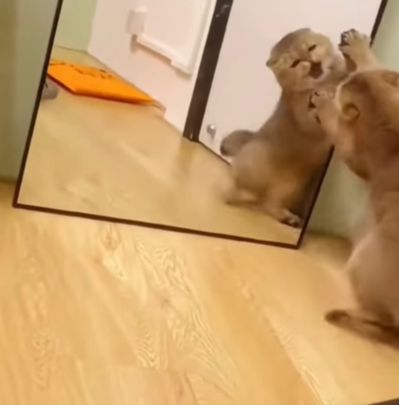 Gatto guarda lo specchio
