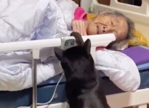 Nessuno ha potuto fermarlo, questo gatto voleva stare con la sua nonnina prima che lei se ne andasse