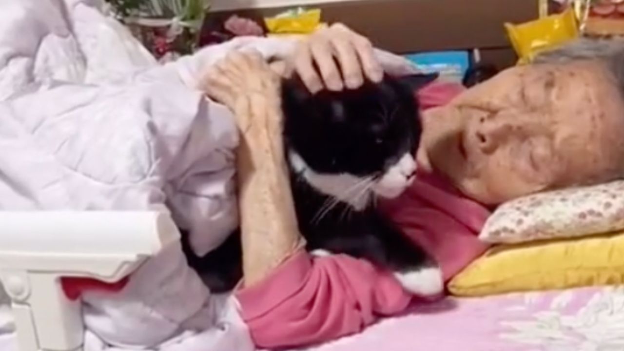 un gatto aiuta la sua padrona
