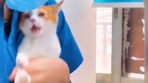 No, a questo gattino non piace affatto il momento della puntura. E lo dimostra