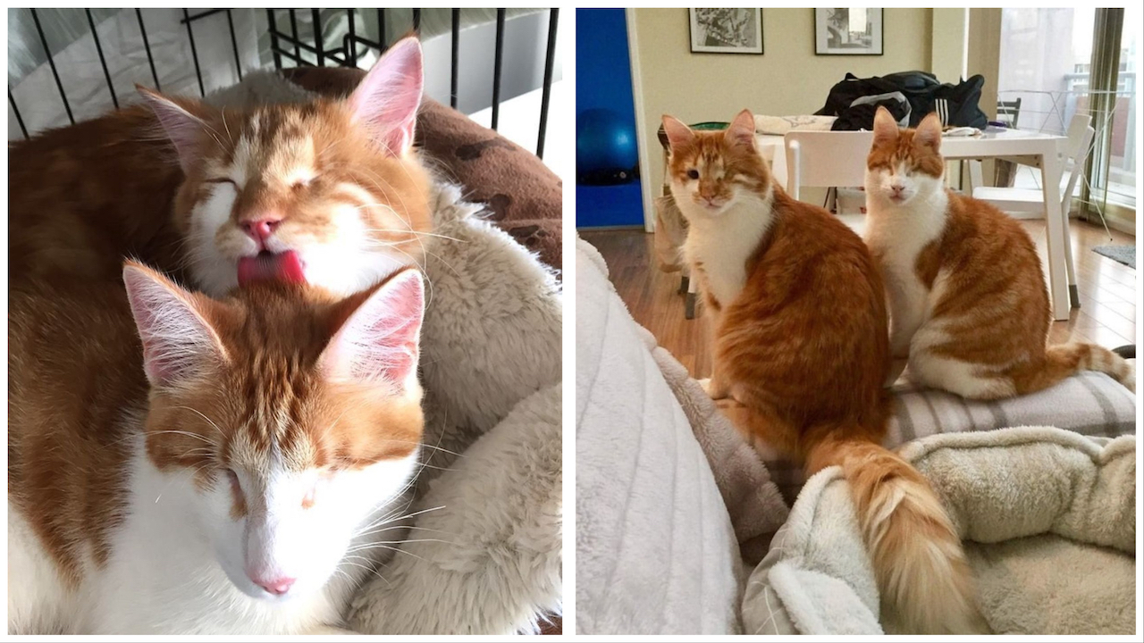 Gattini dal pelo bianco e arancione