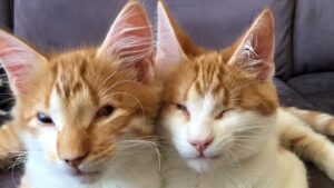 Questi due gattini non avevano più niente se non loro stessi e il loro amore