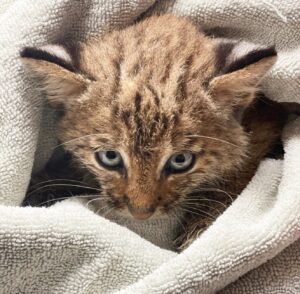 Salvano un adorabile gattino in difficoltà, ma ben presto si rendono conto che è qualcosa di diverso