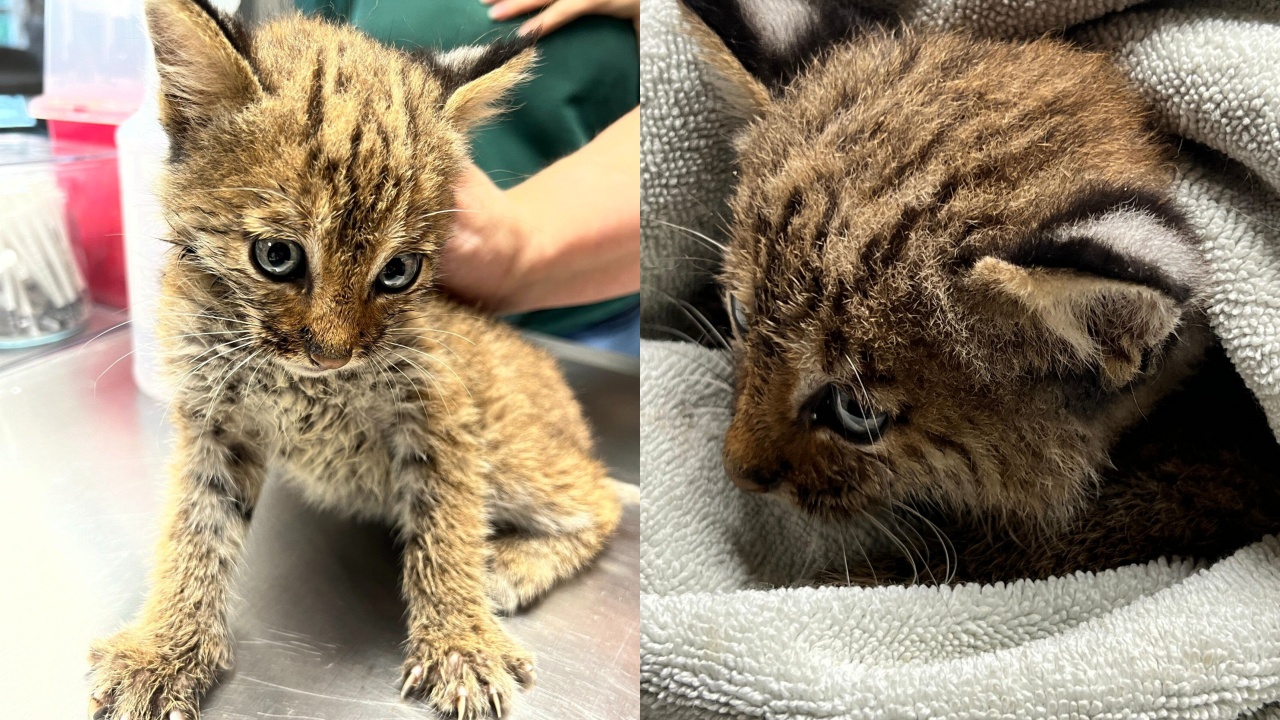 cucciolo di lince rossa