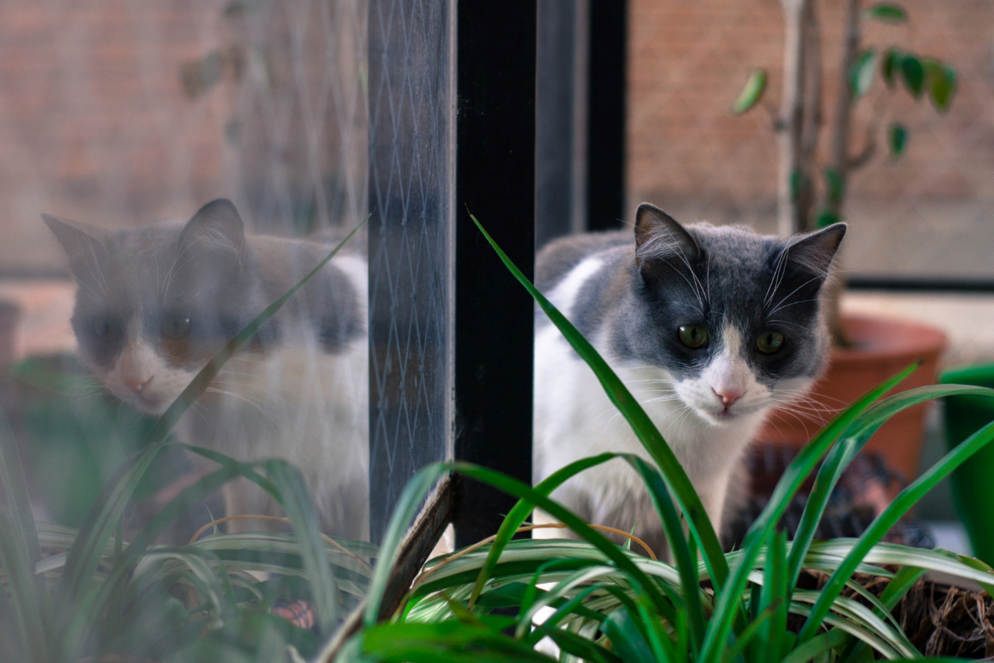 gatto e piante
