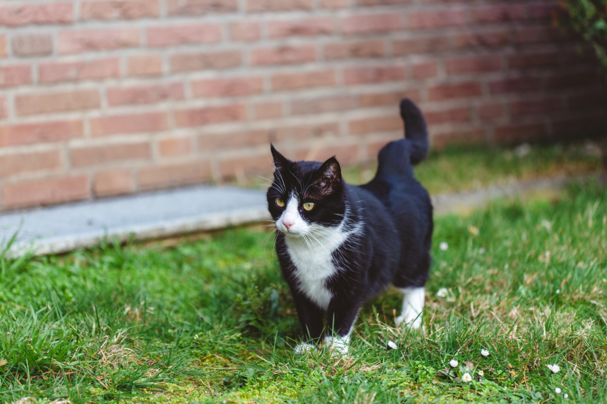 gatto sul prato