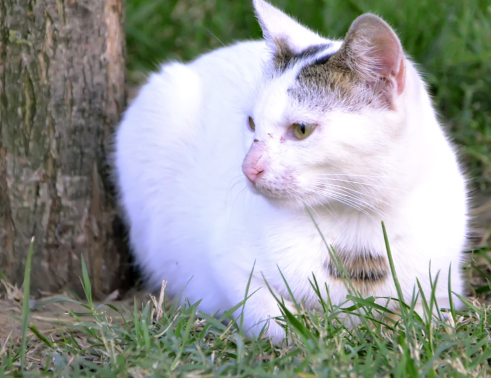 Gatto guarda di lato