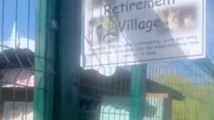Sì, c’è un posto meraviglioso dove i gatti anziani possono passare la loro “pensione”