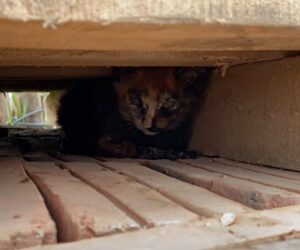 Si nascondeva sotto i mattoni, senza più fiducia: questo gattino si è avvicinato solo a una donna