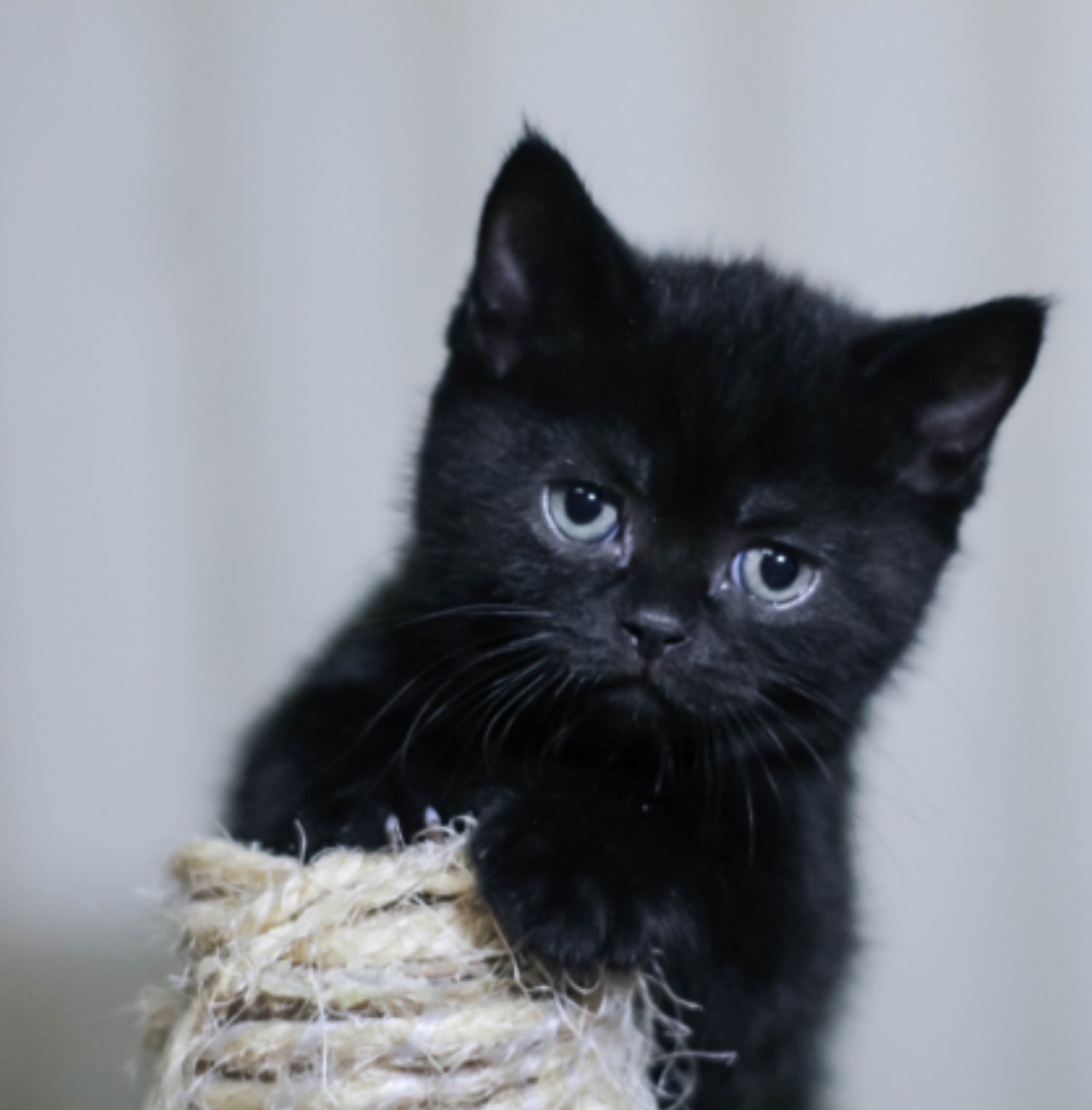 Gatto nero in posa