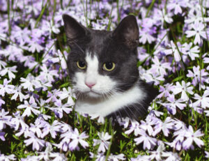 Sì, questi sono tutti i problemi che il tuo amato gatto potrebbe avere in primavera