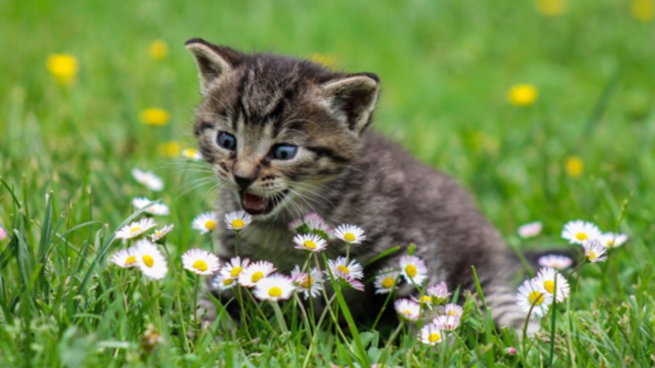 Gatto con le margherite