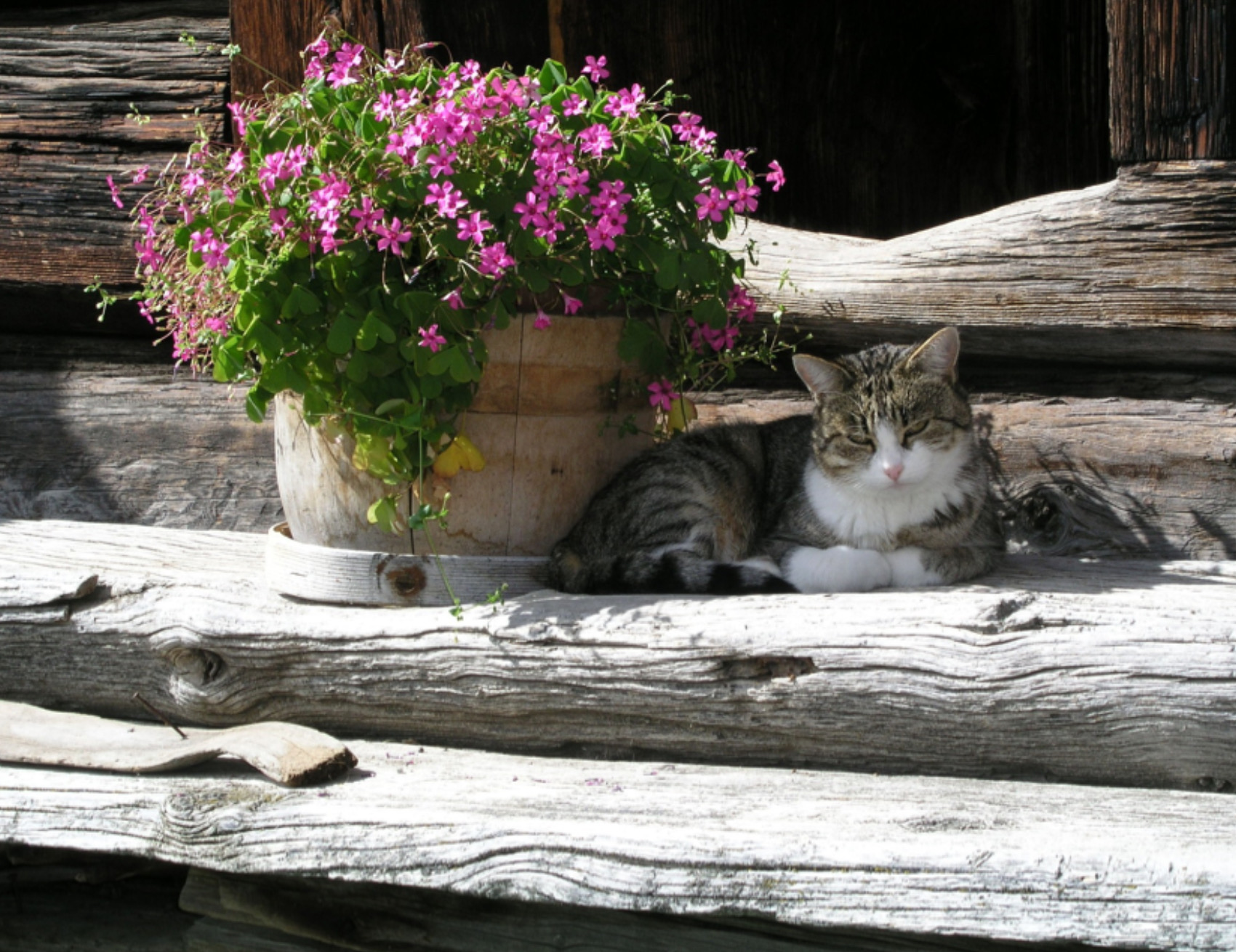 Gatto vicino ai fiori