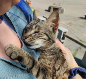 Sirio, il gattino cieco che è stato abbandonato in strada cerca urgentemente una famiglia