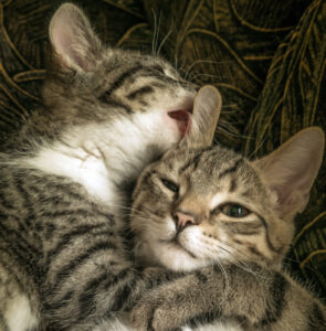 Stai cercando delle ragioni per prendere un altro gatto? Eccole qui, te le diamo noi