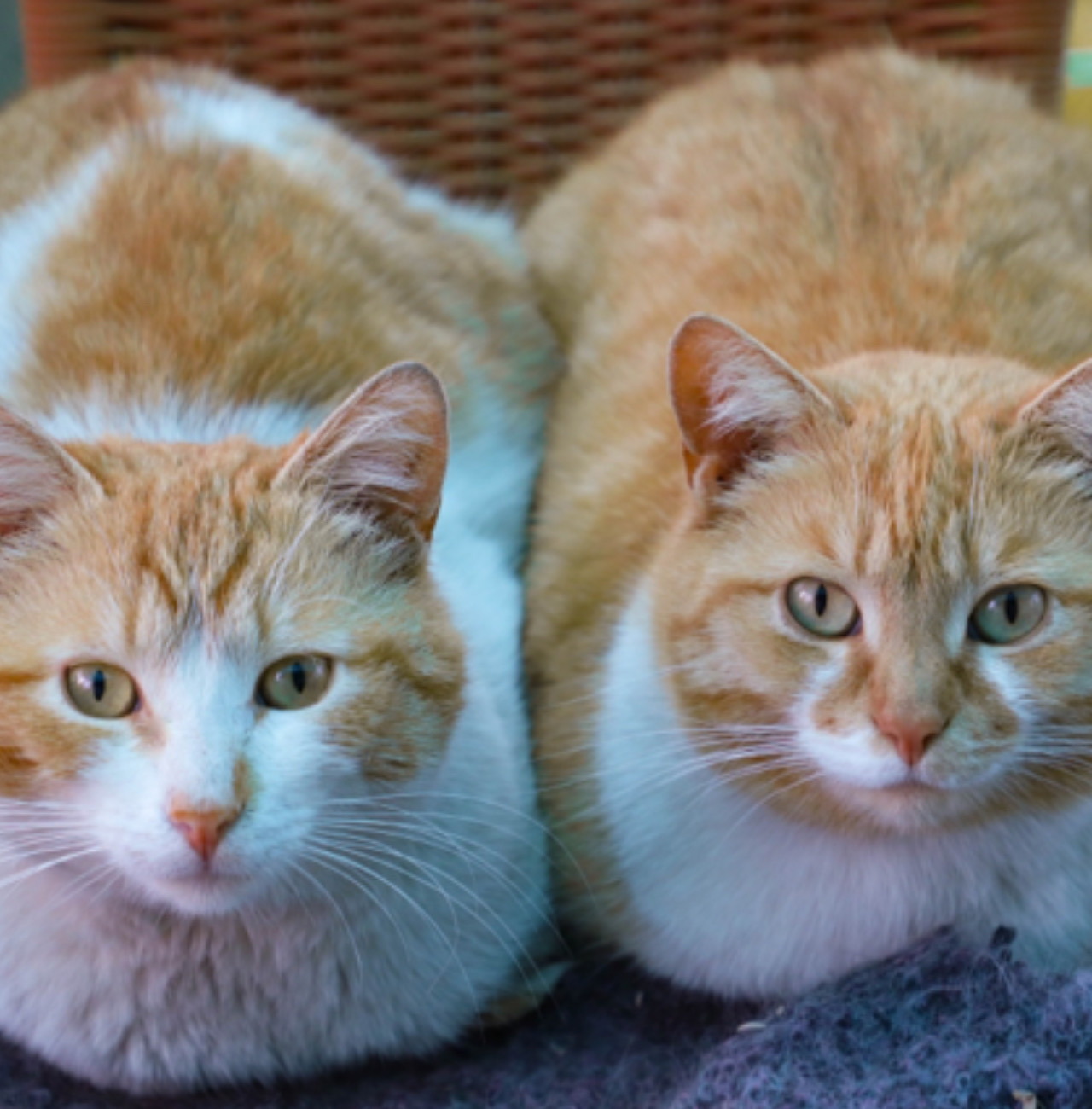 Due gatti in posa
