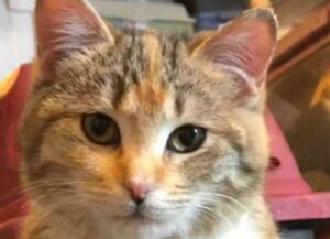 Tremante e impaurito, questo gattino si è presentato ai pompieri in una giornata di neve