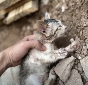 Trovato in condizioni critiche, questo gattino era esausto: nessuno avrebbe scommesso su di lui