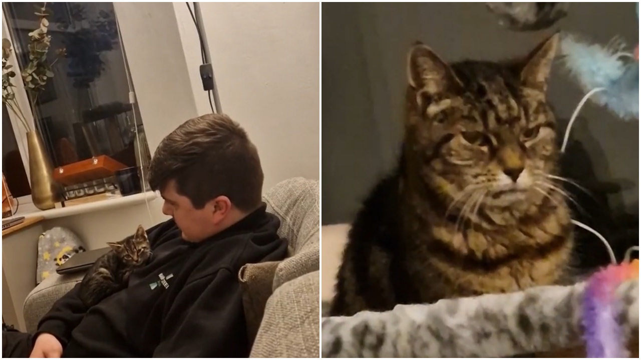 I due gatti nella stessa casa