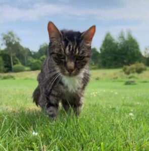 Un ultimo giorno in giardino prima dell’addio: il regalo al gatto che sta per volare sul Ponte