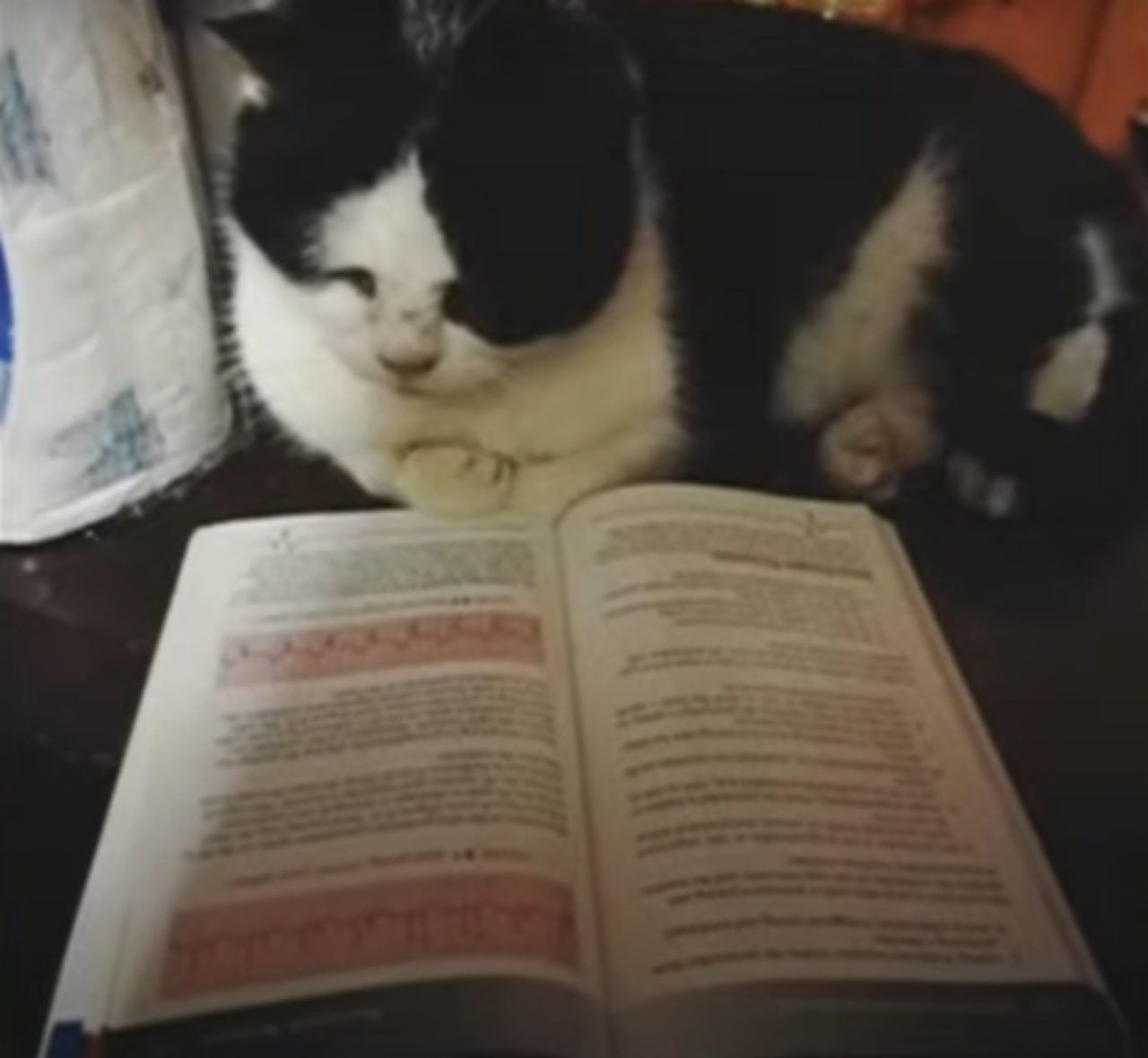 Gatto che legge
