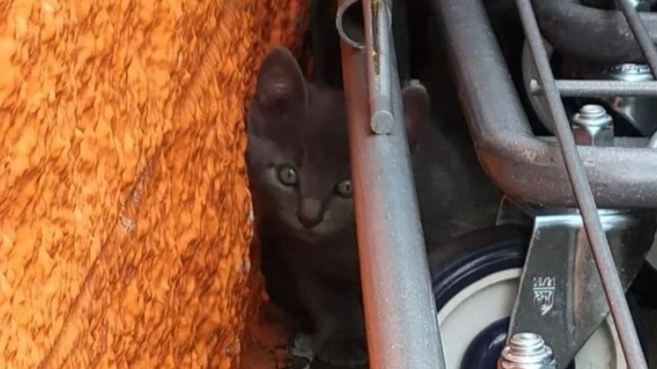 Famiglia di gatti trovata sotto un carrello