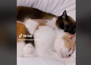 Una vera storia d’amore: questi gatti si fanno le coccole in maniera super romantica
