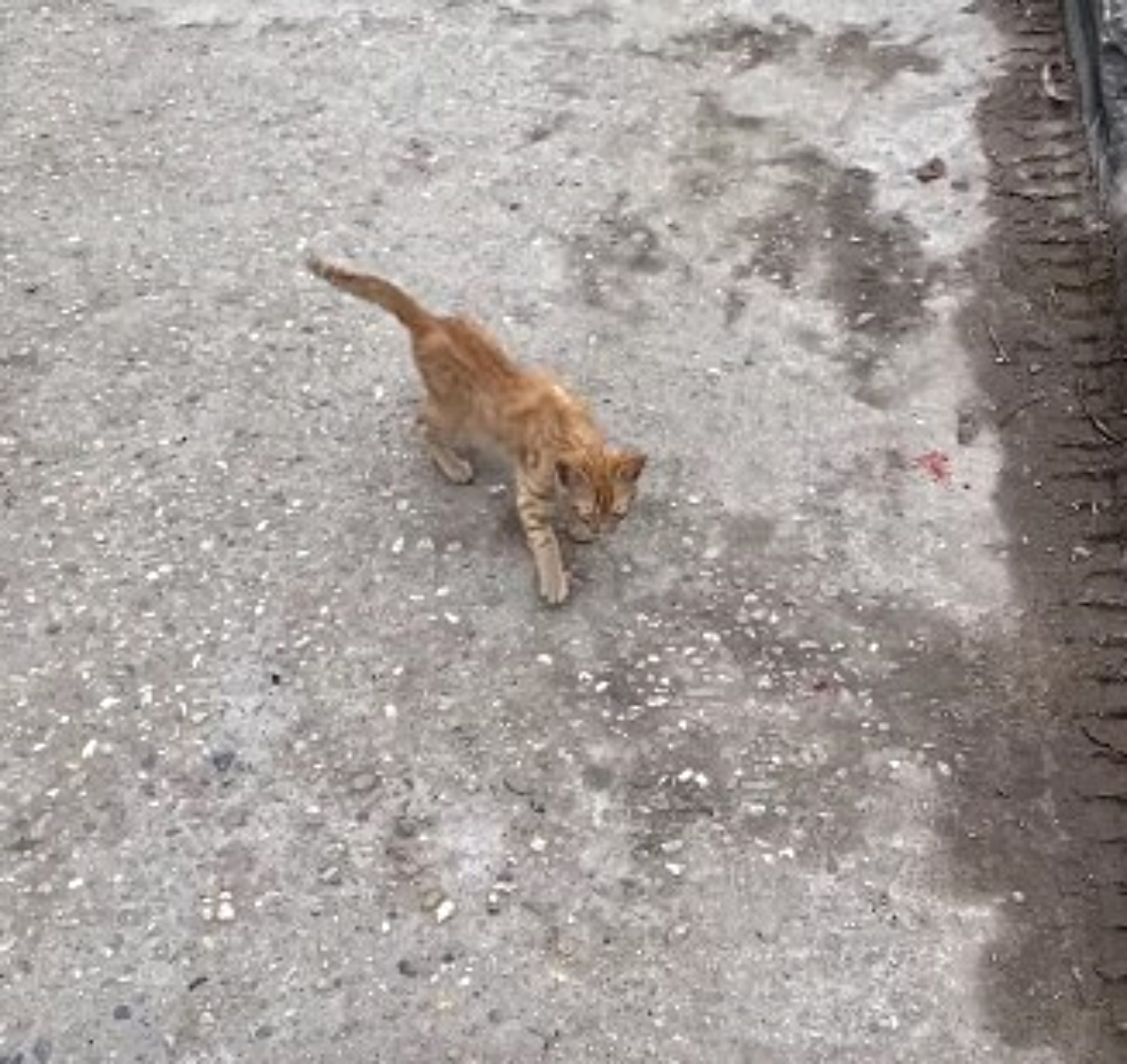 gattina arancione