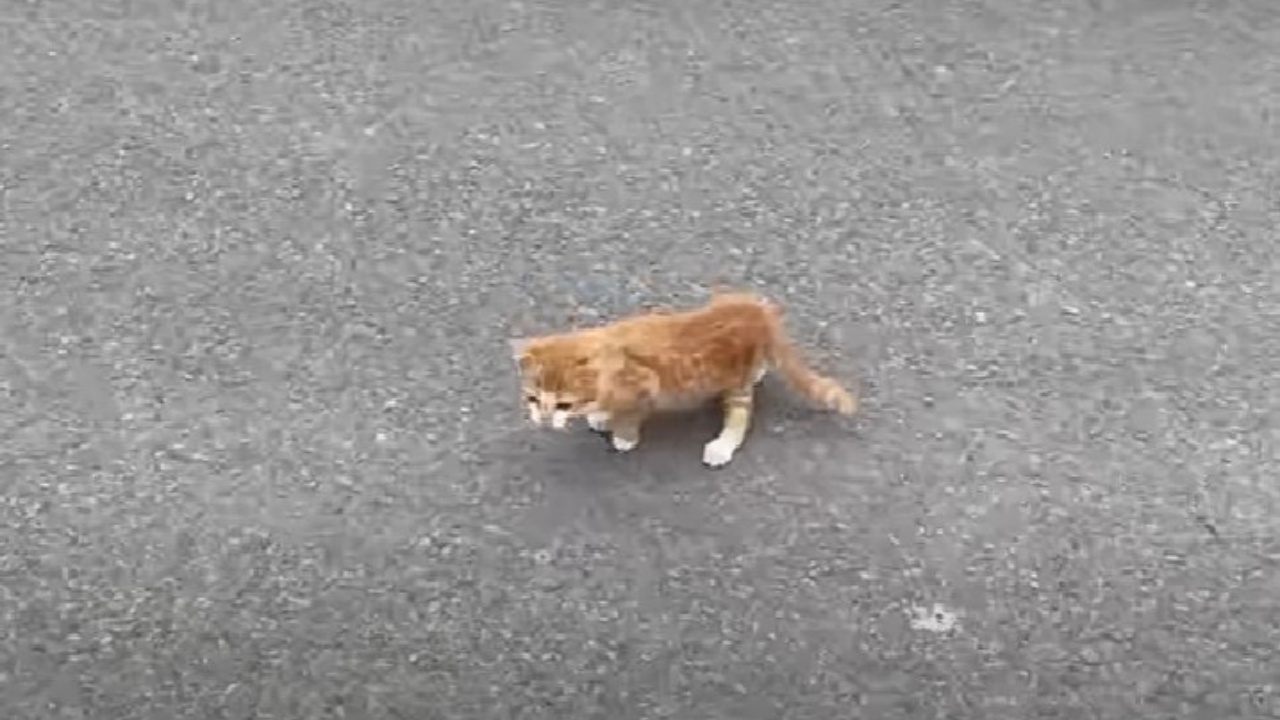 gattino in strada