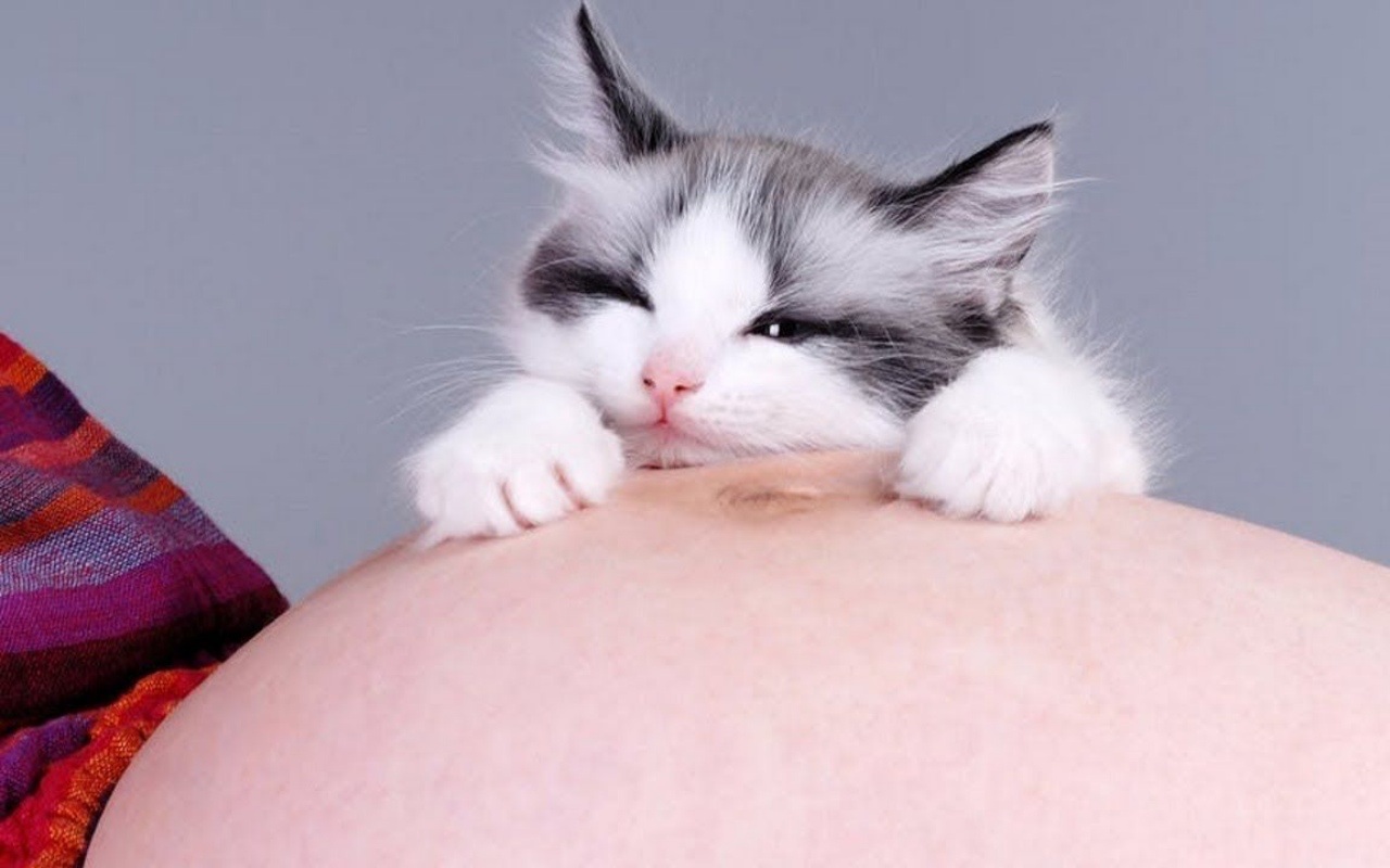 cat sleeping on belly