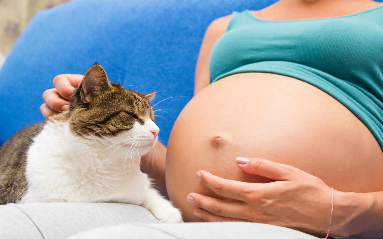 gatto e donna col pancione