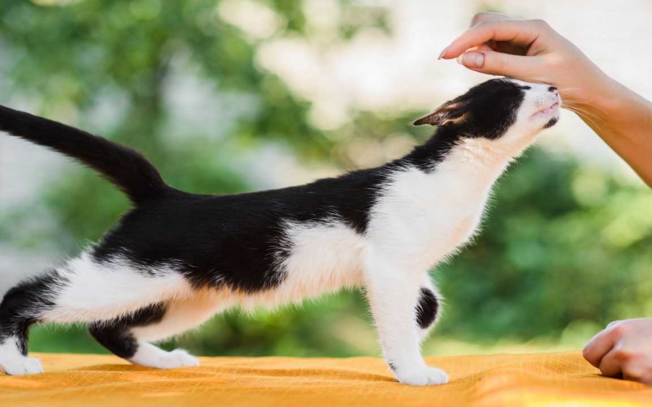 black and white kitten being petted