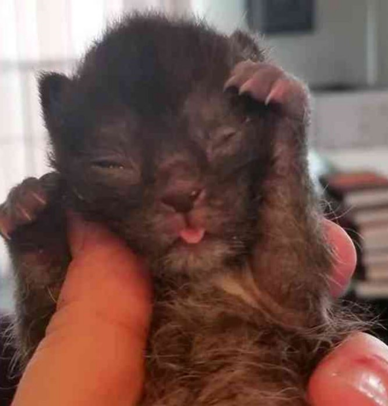 Un gattino nero di nome Amos