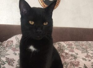 Arbizzano, segnalato ovunque lo smarrimento di Blacky, questo gatto dal manto scuro risulta introvabile