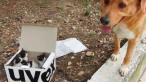 Questi gattini chiusi in una scatola sono stati salvati grazie all’intervento di un cane (che poi li ha adottati)