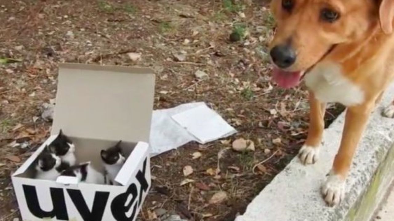 cane trova scatola di gattini
