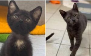 Cinque gattini hanno trovato una casa per sempre dopo essere stati abbandonati in una scatola di cartone