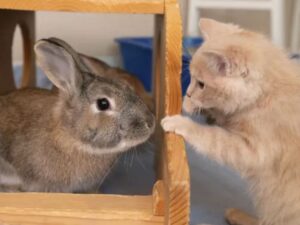 Dei coniglietti di salvataggio aiutano il gattino con bisogni speciali a rimettersi in piedi e a iniziare il percorso di adozione