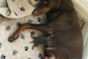 Non sanno che fare con il gattino appena nato e provano il tutto per tutto affidandolo alla cagnolina Doberman che allattava