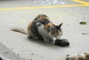 Mamma gatta cerca di rianimare i suoi gattini, ma ormai per loro era troppo tardi