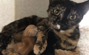 La gatta incinta abbandonata nel bosco viene salvata da una donna e dà alla luce due adorabili gattini