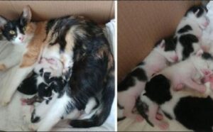 Donna invita in casa una gatta randagia incinta e la aiuta a dare alla luce cinque adorabili gattini