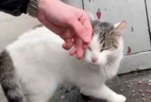 Il gatto corre verso i soccorritori e li implora: non vuole più vivere per strada