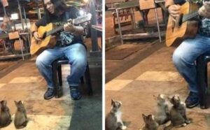 I gattini appassionati di musica si mettono ad ascoltare il musicista che tutti stanno ignorando (VIDEO)