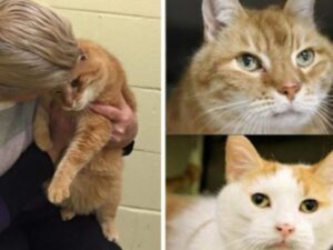 Una donna adotta un gatto anziano e poi torna al rifugio per salvare il suo migliore amico di 17 anni
