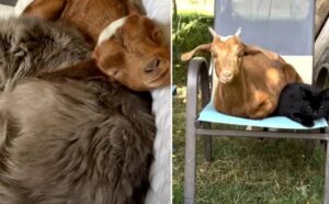 I gatti hanno cresciuto con amore questa capretta: adesso lei crede di essere una di loro (VIDEO)