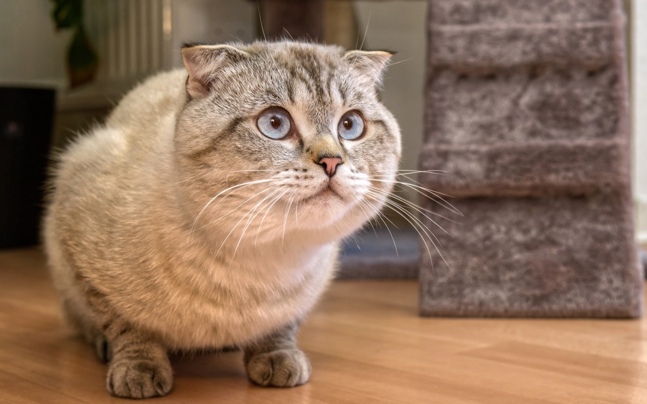 gatto con gli occhi storti