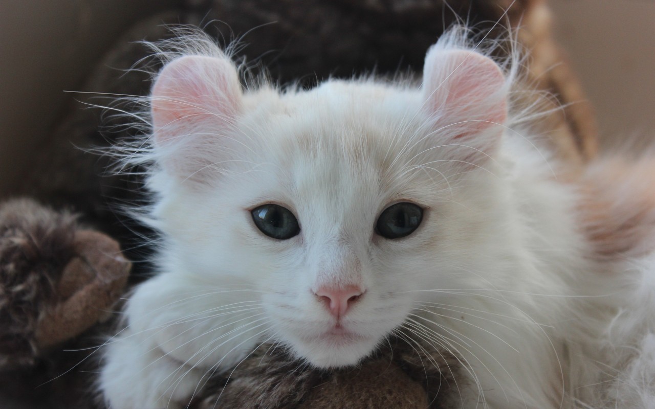 american curl