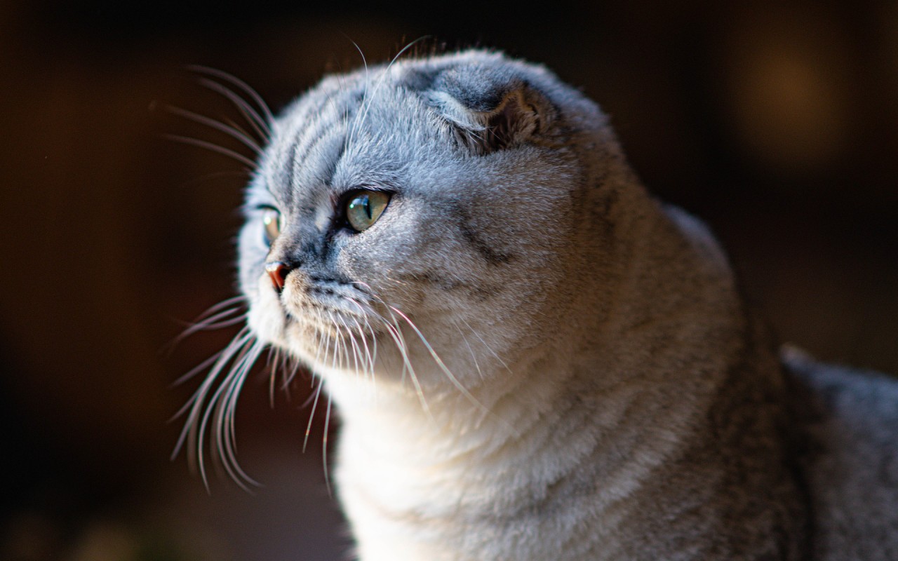 scottish fold