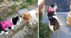 La gattina viene adottata dopo molto tempo, ma quando incontra il gatto del vicino succede qualcosa di inatteso